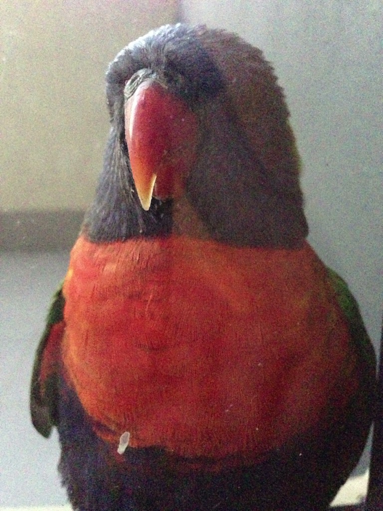 A close-up of a rainbow lorikeet.