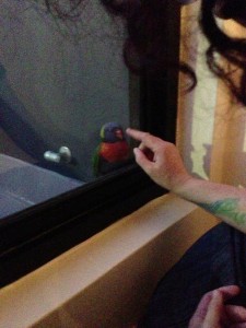 Confused rainbow lorikeet through a window