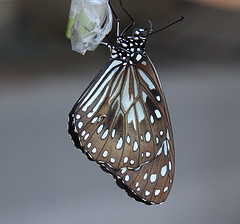 Blue Tiger butterfly emerging